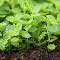 Oregano herb plug plants ready for garden planting