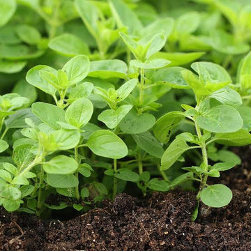 Oregano herb plug plants ready for garden planting