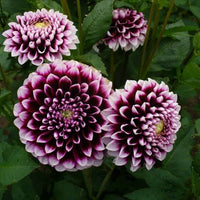 Purple Beard Dahlia Flower Seeds for Garden - NON GMO Seeds