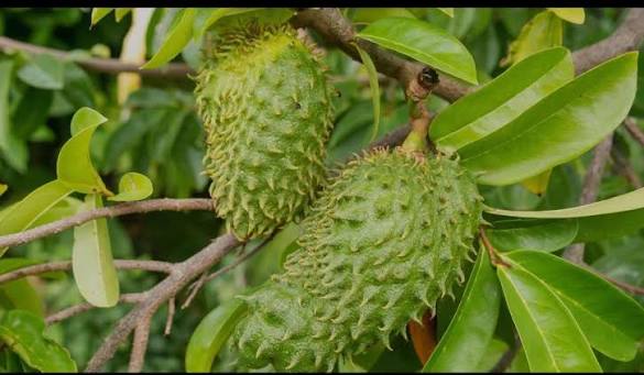 Healthy soursop fruit growing on an evergreen tropical tree.