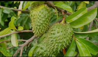 Healthy soursop fruit growing on an evergreen tropical tree.
