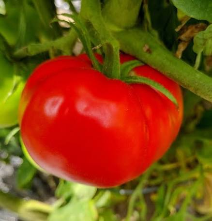 Cosmonaut Volkov Tomato Seeds for Planting heirloom & Non-GMO Seeds