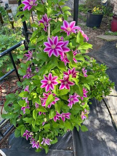 Blooming clematis plant adding vertical color to a landscape garden

