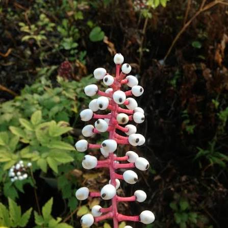 Actaea Pachypoda Flower Seeds – Heirloom Non-GMO Seeds for Unique Woodland Garden Planting