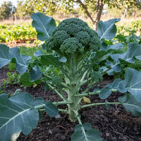 Broccoli Vegetable Seeds