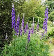 Blue Aconitum Flower Seeds for Planting - 100 pcs
