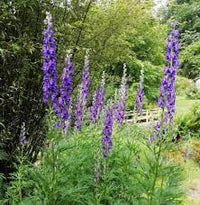 Blue Aconitum Flower Seeds for Planting - 100 pcs