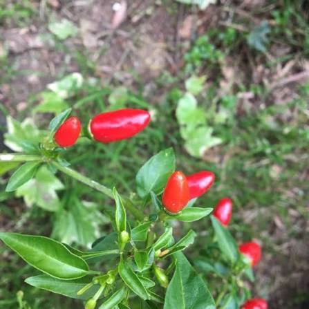 Pequin Vegetable Seeds for Planting heirloom & Non-GMO Seeds