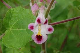 Pink Martynia Plant Seeds for Planting - 100 pcs