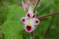 Pink Martynia Plant Seeds for Planting - 100 pcs