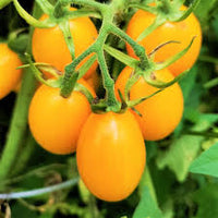 Orange Grape Tomato Seeds for Planting -heirloom & Non-GMO Seeds