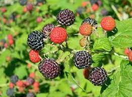 Lampone (Rubus Idaeus) Berry Fruit Seeds for Planting - a Sweet and Colorful Berry Harvest