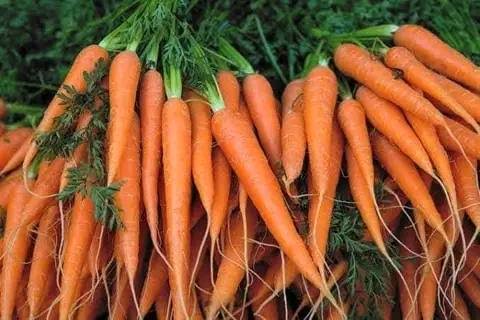 Variety of carrot plants producing colorful root vegetables.

