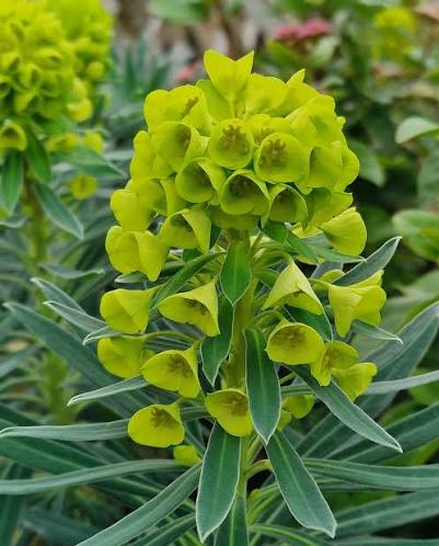Mediterranean Spurge Flower Seeds – Heirloom Non-GMO Seeds for Drought-Tolerant and Ornamental Planting