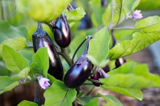 Aubergine plants with green foliage growing in a raised garden bed.

