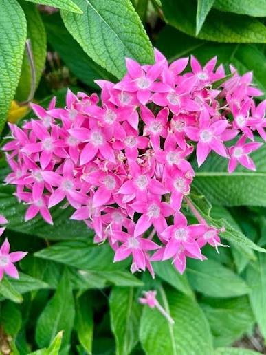 Pentas Flower Seeds – Heirloom Non-GMO Star-Shaped Blooms for Butterfly-Friendly Garden Planting