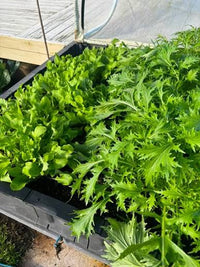 Fresh green rocket salad plants growing in a raised garden bed.
