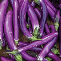 Millionaire Purple Eggplant Seeds for Planting heirloom & Non-GMO Seeds