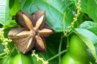 Sacha Inchi Seeds for Planting – Plukenetia Volubilis Garden Seeds for Home Growing
