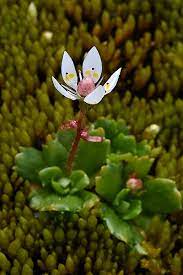 Saxifraga Stellaris Flower Seeds for Planting, NON GMO Seeds
