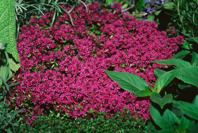 Thymus praecox perennial ground cover herb growing in rock garden