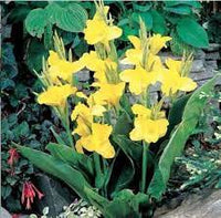 Yellow Pretoria Flower Seeds for Planting - 100 pcs seeds for planting in home garden