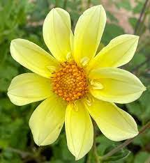 Collarette (Collarette scientific name) for planting in garden