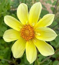 Collarette (Collarette scientific name) for planting in garden