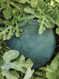 Sugar baby watermelon Citrullus lanatus seeds for small garden