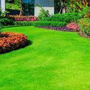 Zoysia Zeon Grass Seed - Premium Lawn Solution for a Lush, Low-Maintenance Lawn
