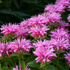 Pink Monarda Seeds for Planting – Organic, Heirloom, Non-GMO Flower Seeds