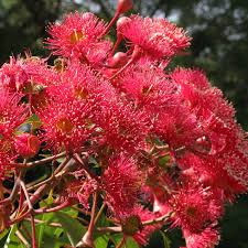 Pink Corymbia Ficifolia Flower Seeds 100 Pcs pcs