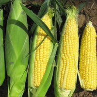 Sweet corn plants growing with lush green stalks in a sunny garden.
