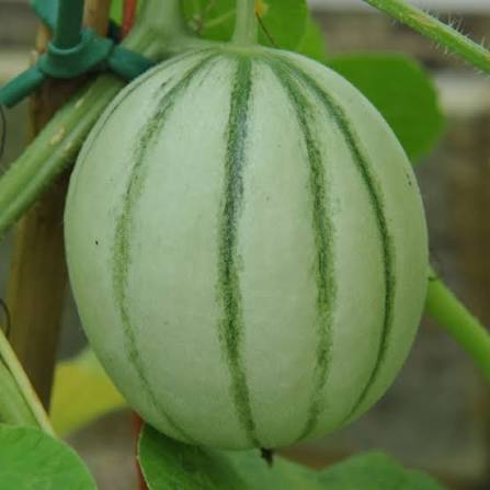 Charentais Vegetable Seeds for Planting - 100 Pcs pcs