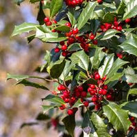 Red Ilex Opaca Plant Seeds - A Hardy and Ornamental Shrub for Your Landscape 100 Pcs pcs