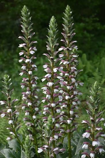 Acanthus Mollis Flower Seeds for Planting, Heirloom, Non-GMO, 100 pcs