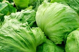 Crisp green Iceberg lettuce heads growing in a garden