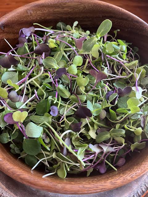 Broccoli, Kale, Kohlrabi, Cabbage & Arugula Microgreens Seed Blend for Indoor Growing