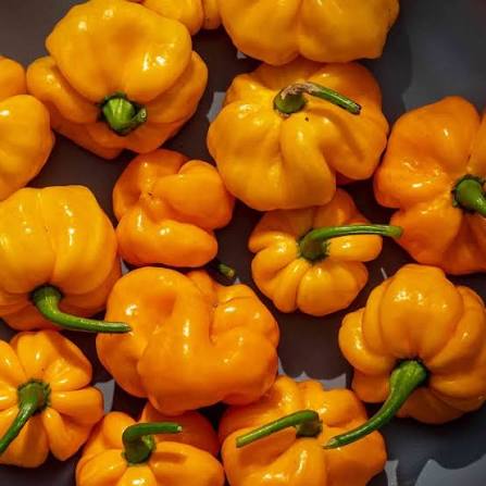 MOA Yellow Scotch Bonnet Pepper Seeds for Planting heirloom & Non-GMO Seeds