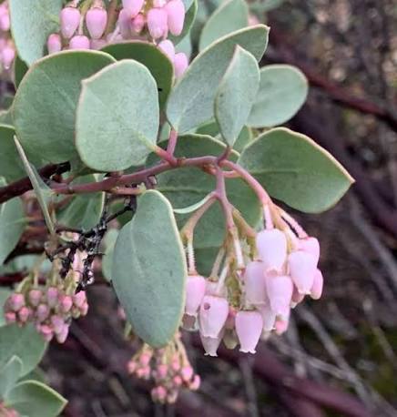 Whiteleaf Manzanita Plant Seeds for Garden Planting - NON GMO Seeds