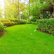 Zoysia Zeon Grass Seeds - Premium Lawn Solution for a Lush, Low-Maintenance Lawn