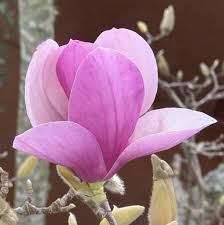 Baby Pink Yulan Flower Seeds for Planting, Fresh, NON GMO Seeds