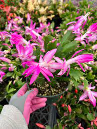 Heirloom Non-GMO Purple Schlumbergera Flower Seeds for Planting ƒ?? Christmas Cactus Indoor Blooms