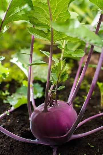 Red Kohlrabi plug plants ready for garden planting