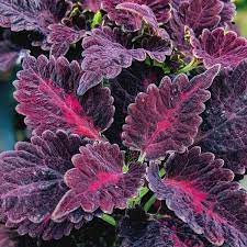 Black Dragon Coleus Flower Seeds for Planting - NON GMO Seeds