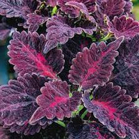Black Dragon Coleus Flower Seeds for Planting - NON GMO Seeds
