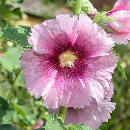 Baby Pink Hollyhock Flower Planting Seeds for Garden NON GMO Seeds