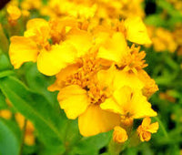 Organic Heirloom Non-GMO Yellow Mexican Tarragon Seeds for Planting – Garden Herbs