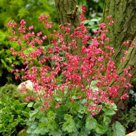 Heuchera Plant Seeds - Versatile Foliage Superstars for Planting - Heirloom, NON-GMO Seeds