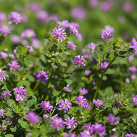 Heirloom Non-GMO Persian Clover Flower Seeds for Planting – Blooms for Pollinator Gardens